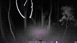 Tree Knocks Captured On Tree Camera
