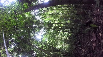 Gray-winged Trumpeters walk under our mist net - Tiputini Biodiversity Station