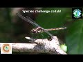 How Many Species Can We Find in Florida? Species Challenge with CoolCritters!