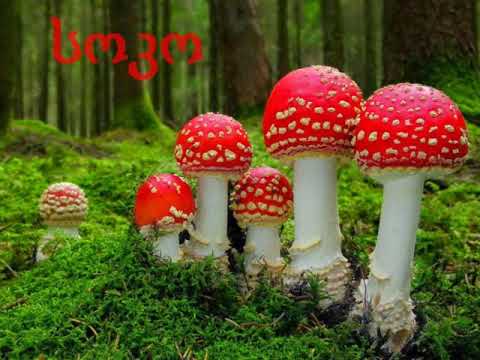 ანი ბანი განი ქართული ანბანი