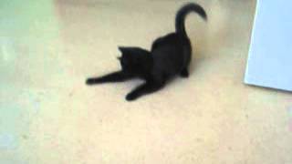 of adoptable pet named Onyx