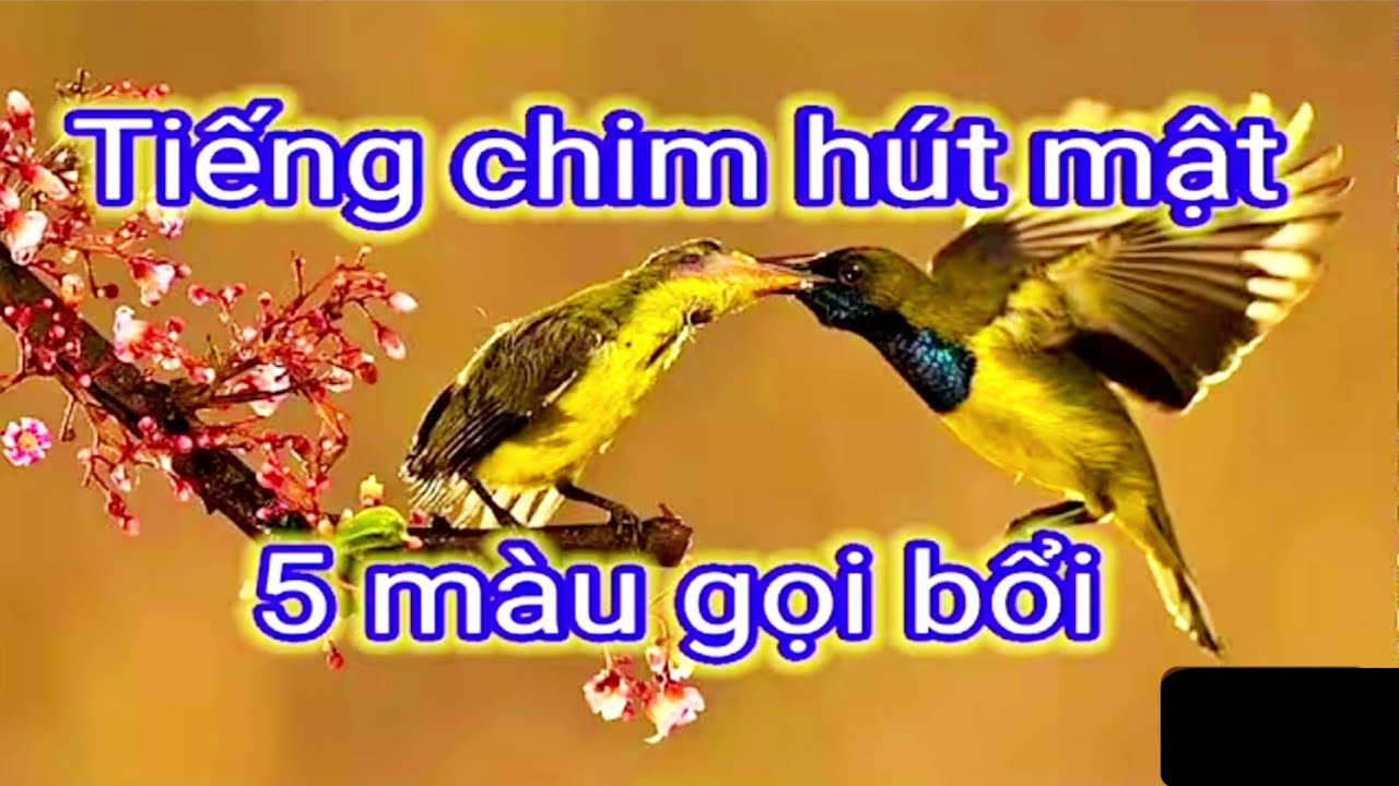 Tiếng chim hút mật 5 màu mồi chuẩn bẫy loa | hút mật 5 màu gọi bổi | hút mật 5 màu mồi
