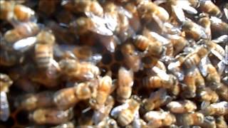 Year of BeeKeeping Episode 11, Cheaking on Drone Production