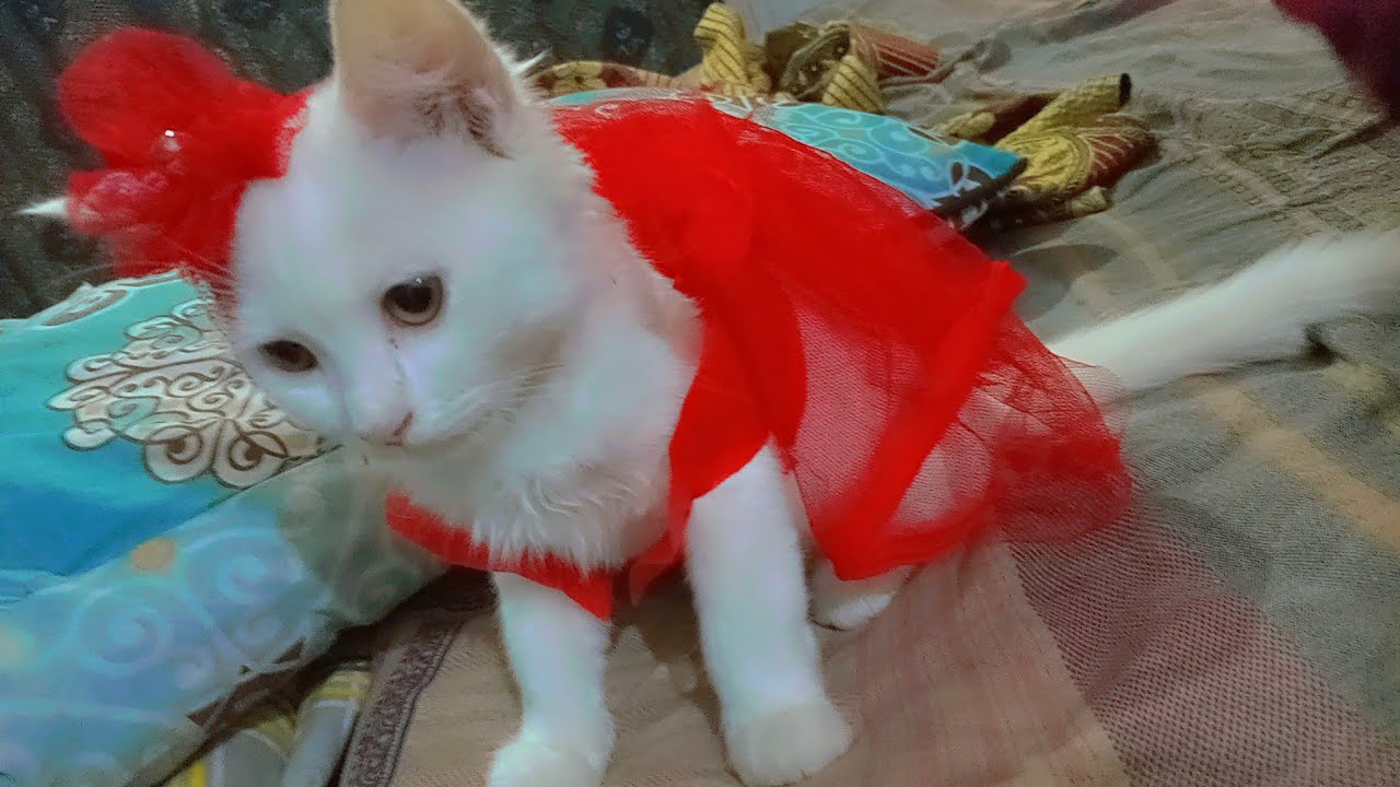 @snow white cat stich and cutting dress red dress cutting 