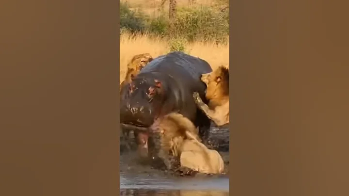 Lions vs Hippo — Insane Battle! 😱🦁⚔️🦛 #shorts #wildlife #animals
