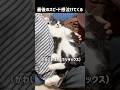 最後のスピード感泣けてくる#猫 #ハチワレ #ばんくん #shorts