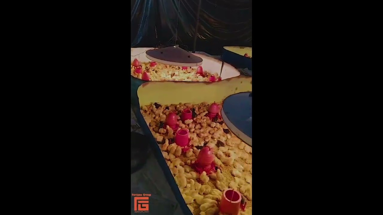 Organic Agro Farm Visit | Desi & Pakistani Chicken Farming Process | Organic Poultry Business