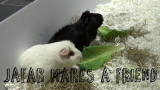 Jafar Makes a Friend | Introducing My Guinea Pigs