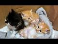藪の中に居た子猫飼育奮闘記（3日目）