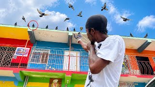 WILD BIRD HUNT WITH A SLINGSHOT! 🎯 Catch, Clean & Fry