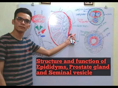 Structure and function