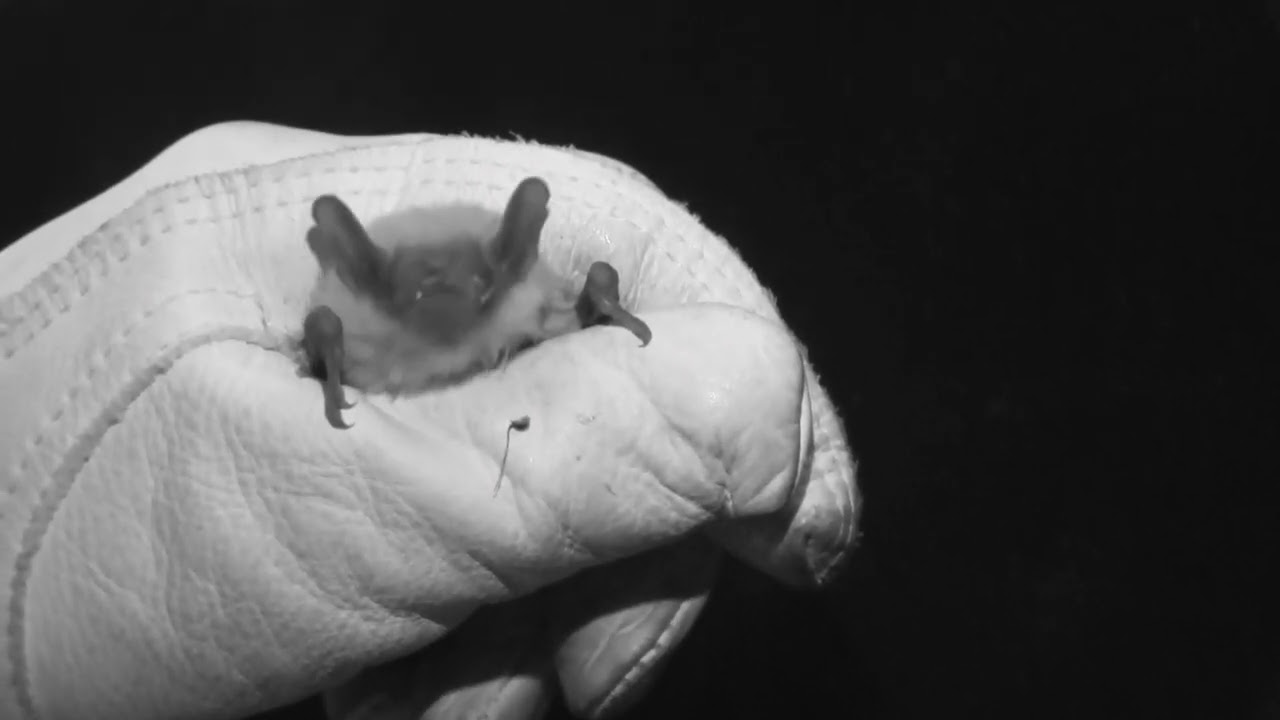 Testing tiger beetles’ palatability to bats