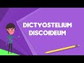 What is Dictyostelium discoideum?, Explain Dictyostelium discoideum, Define Dictyostelium discoideum