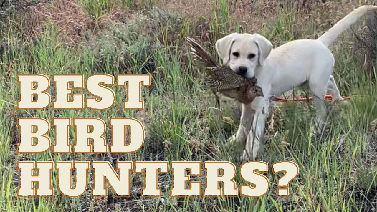 Best Dog Breeds For Bird Hunting
