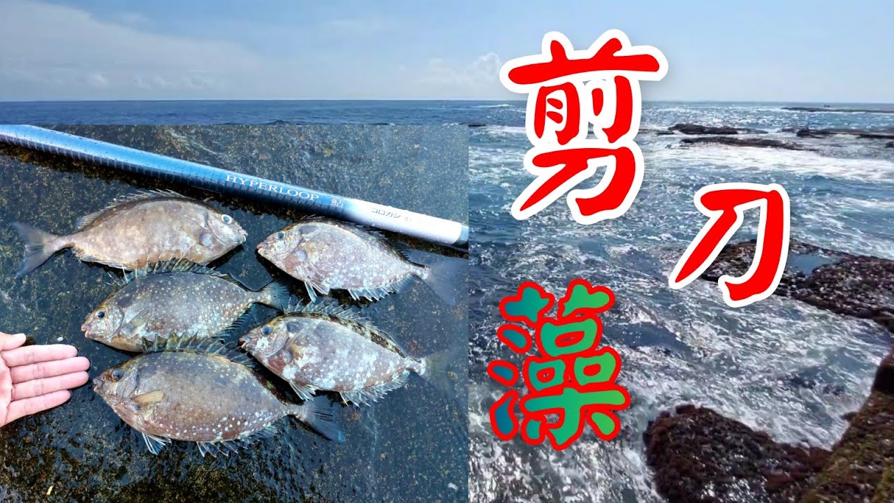 剪刀藻釣大象 東北角馬崗萊萊磯釣場