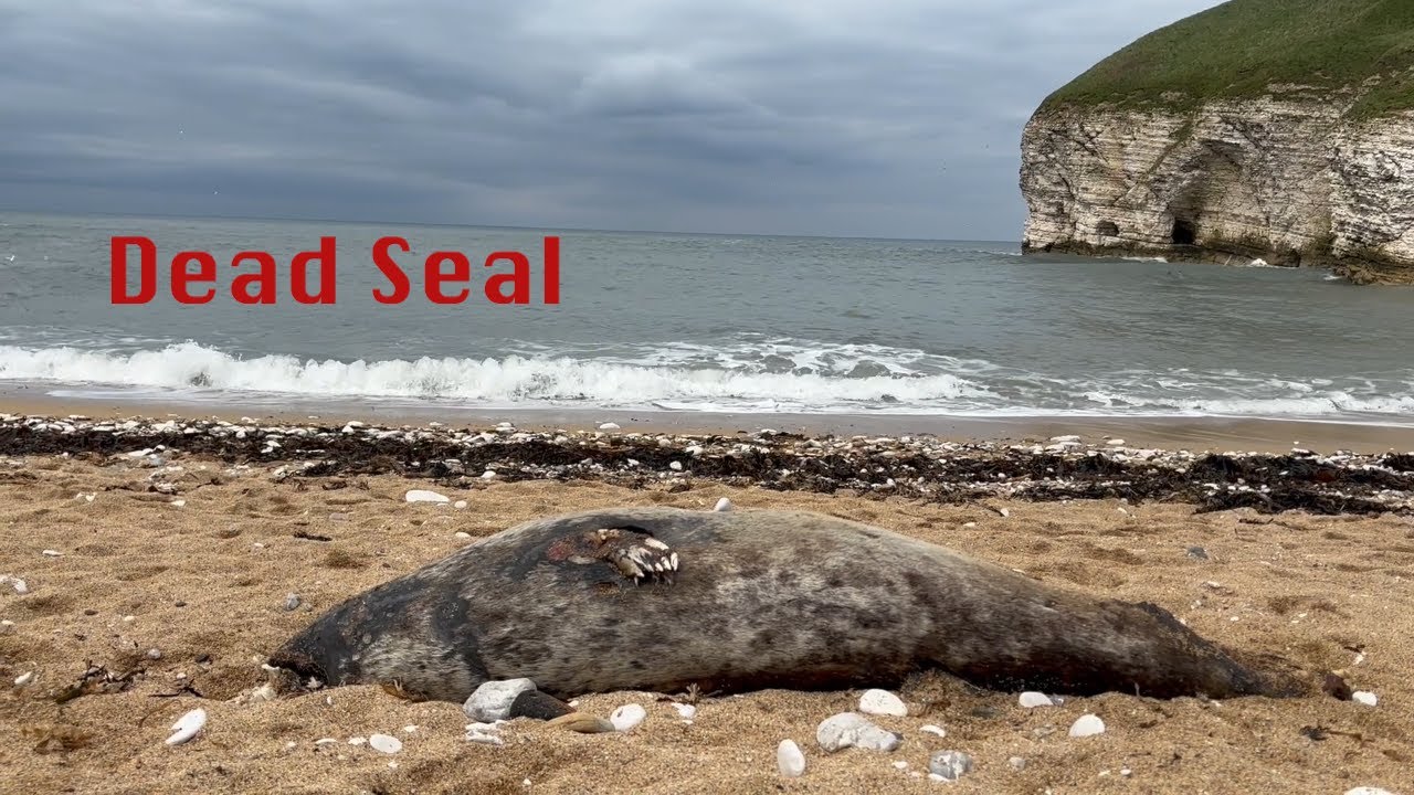 Dead Seal Rough Cut #1
