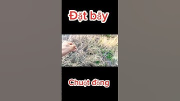 Đặt bẫy chuột đồng theo đường mòn - #cambaychuot #chuộtđồng #anhbahoatv