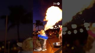 Cats perform fire breathing and hula hoop tricks in Hawaii