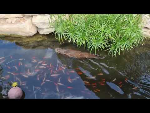 A swiming oriental small-clawed otter