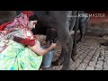 Most requested   video   buffalo milking.