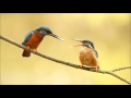 Robert E Fuller: Kingfisher Courtship Feeding. It started with a fish!