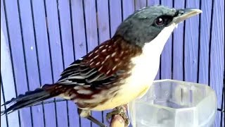 Burung Cucak Matahari Gacor Luar Biasa Buat Masteran