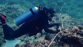 Dr Steve Purcell - Maximising on the benefits of Trochus