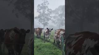 Vaca leiteiras#fazenda #pecuarista #gado #sabiadocampo #vacaleiteira #girolando##nelore #agro
