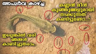Snakehead babies | murrel fish with babies, Kannan fish | Snakehead Fish Malappurathukaran