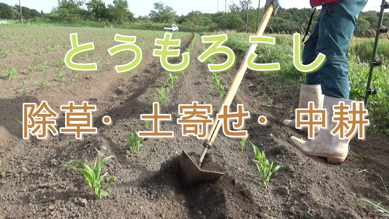 とうもろこしの除草 土寄せ 中耕 Youtube