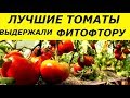 ЛУЧШИЕ ТОМАТЫ СЕЗОНА ВЫСТОЯВШИЕ ПОД ФИТОФТОРОЙ/ СМОТРЕТЬ НА 2 СКОРОСТИ.