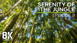(8K UHD) Relaxing Sounds of a Tropical Forest - 8 HOURS Jungle Soundscape - Episode 8