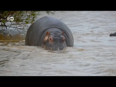 Viboko Wasumbua Wananchi Wanaoishi Kando Ya Mto Ruzizi 