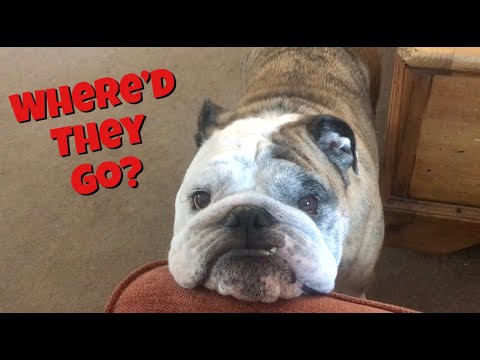 Reuben the Bulldog: (Almost) Home Alone - YouTube