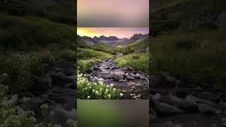 Colorado wildflowers! Loving turning these scenes into my own personal works of art.