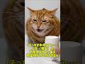 「そっちが本命かニャ…」人生（猫生）の不条理を悟った猫の絶望顔が100点すぎるｗ #cat #元気になる動画 #猫 #youtubeショート #猫のいる暮らし #ねこ #猫のいる生活 #保護猫