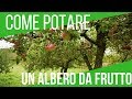 COME POTARE UN ALBERO DA FRUTTO | ORTO E GIARDINAGGIO