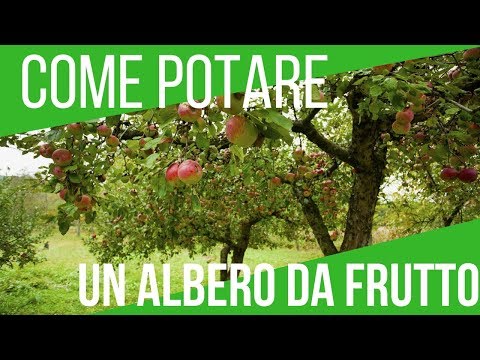 Video: Alberi da frutto per il giardino: foto, piantumazioni, potature