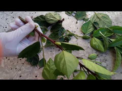 Video: Japon Kamelyası (28 Fotoğraf): Evde çifte çiçekli Bir Houseplant Japonica Bakımı, Tohum Ekme Ve Yetiştirme
