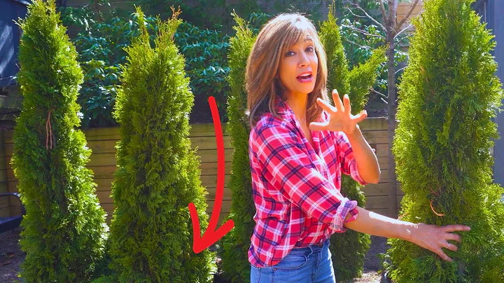 How To Plant Arborvitaes | Secrets To Grow FAST - DayDayNews
