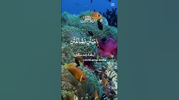 تلاوة مؤثرة من سورة الرحمن بصوت جميل يهز القلوب