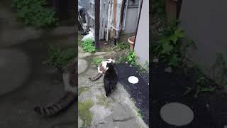 地域猫 パンダちゃんとカタメジロは へのちゃんを待って3匹仲良く朝食