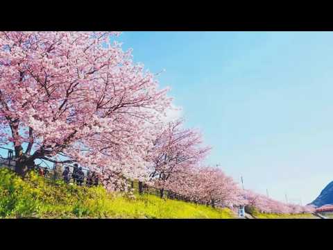 CHERRY BLOSSEMS DATING & MICHAEL FAZIO IS A Social phenomena in the Philippines ~ HA from YouTube · Duration: 6 minutes 16 seconds CHERRY BLOSSEMS DATING & MICHAEL FAZIO IS A Social phenomena in the Philippines ~ HA from YouTube · Duration: 6 minutes 16 seconds