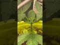 What Happens To A Cannabis Plant After Topping It mp3