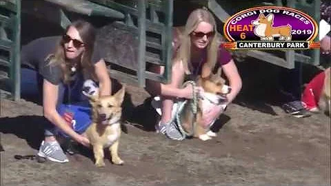 Canterbury Park Corgi Races 8-18-19 Heats 1-6