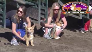 Canterbury Park Corgi Races 81819 Heats 16