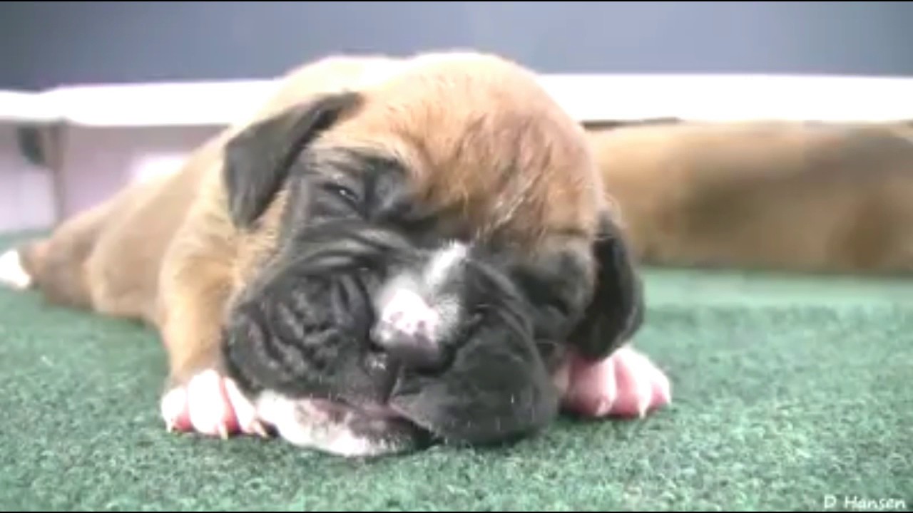 How To Potty Train a Boxer Puppy YouTube