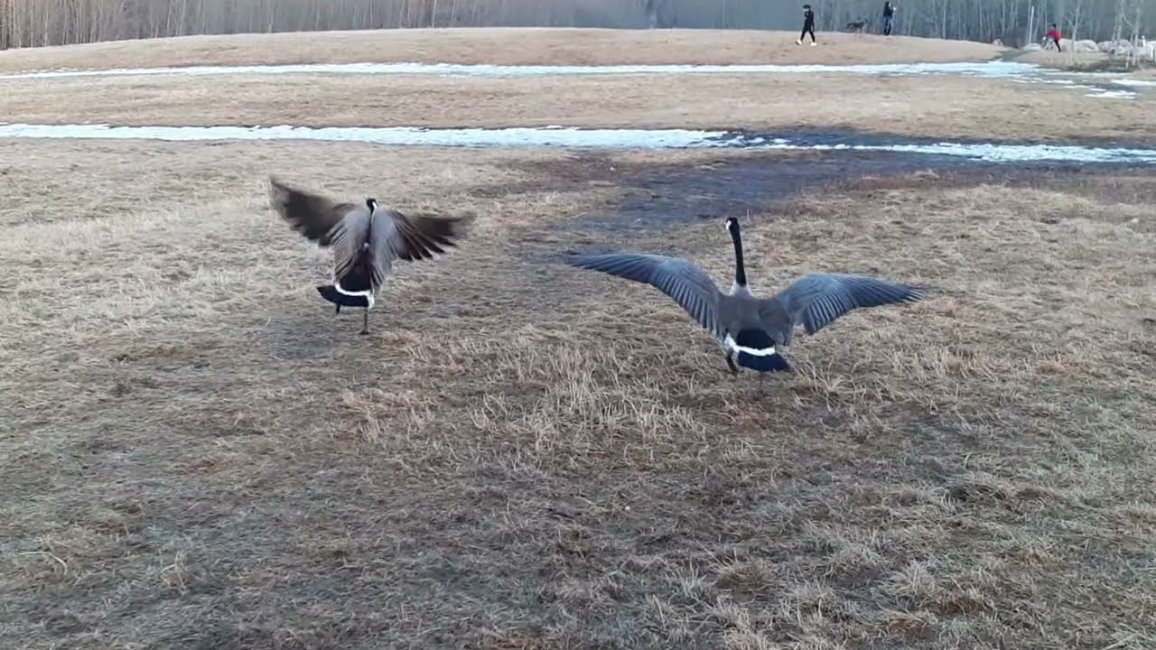 Two Geese Flying Away