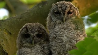 Two Rescued Tawny Owl Chicks Are Adopted by Wild Owls