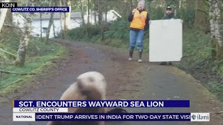 Wayward sea lion in Cowlitz County